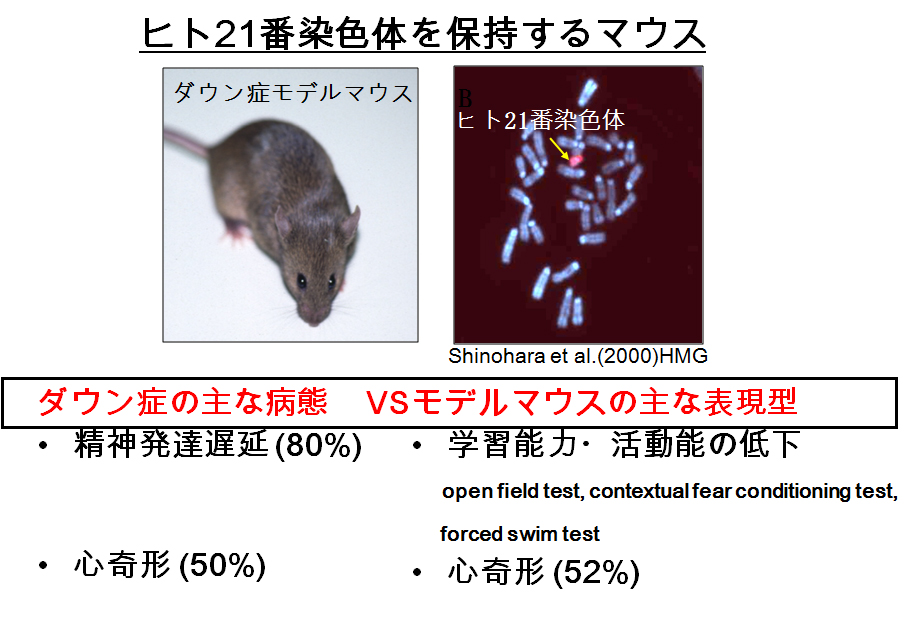 ヒト21番染色体保持マウス