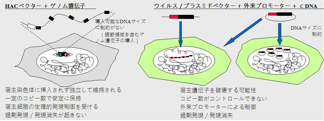 人工染色体利点図