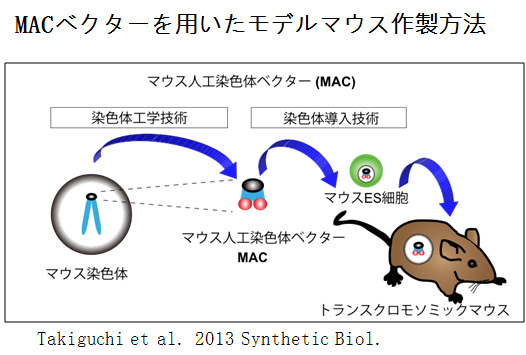 ダウン症　MAC マウス　図