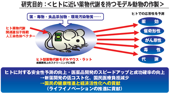 ヒト薬物代謝　マウス