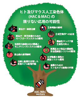 HAC MACの限りない応用