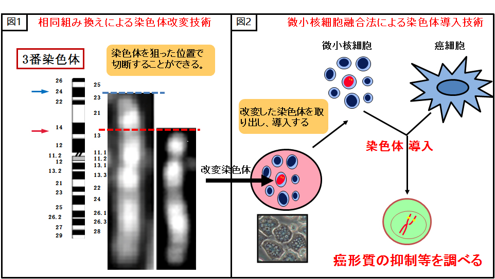 染色体工学技術紹介図