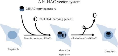 Bi-HAC vector system