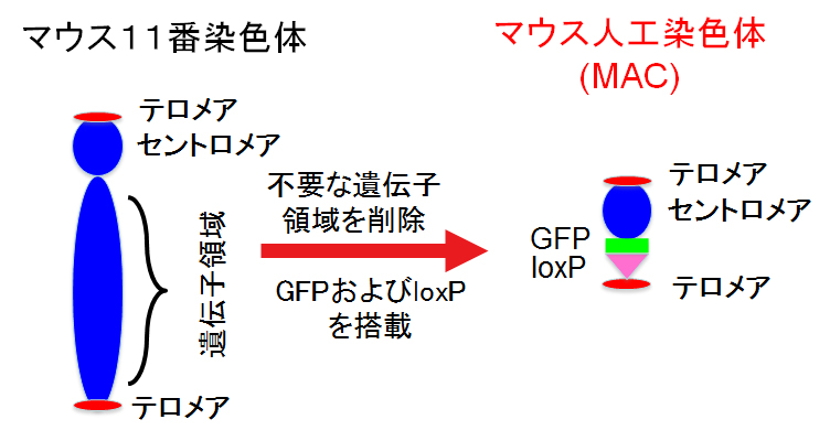 MAC概念図