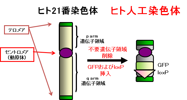 HAC概念図
