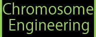 Chromosome Engineering