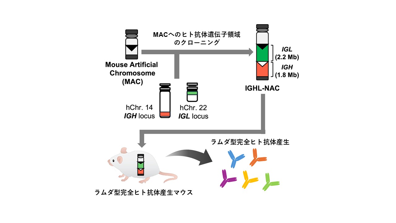 20241113ラムダ型完全ヒト抗体産生マウス