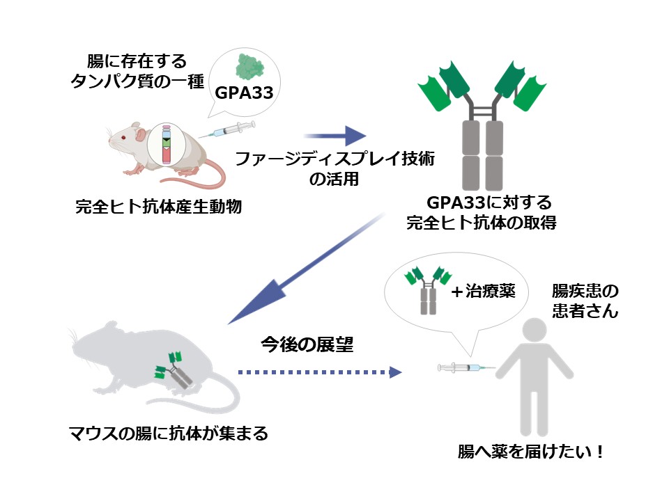 20250801「腸管指向性・完全ヒト抗体」の創出に成功