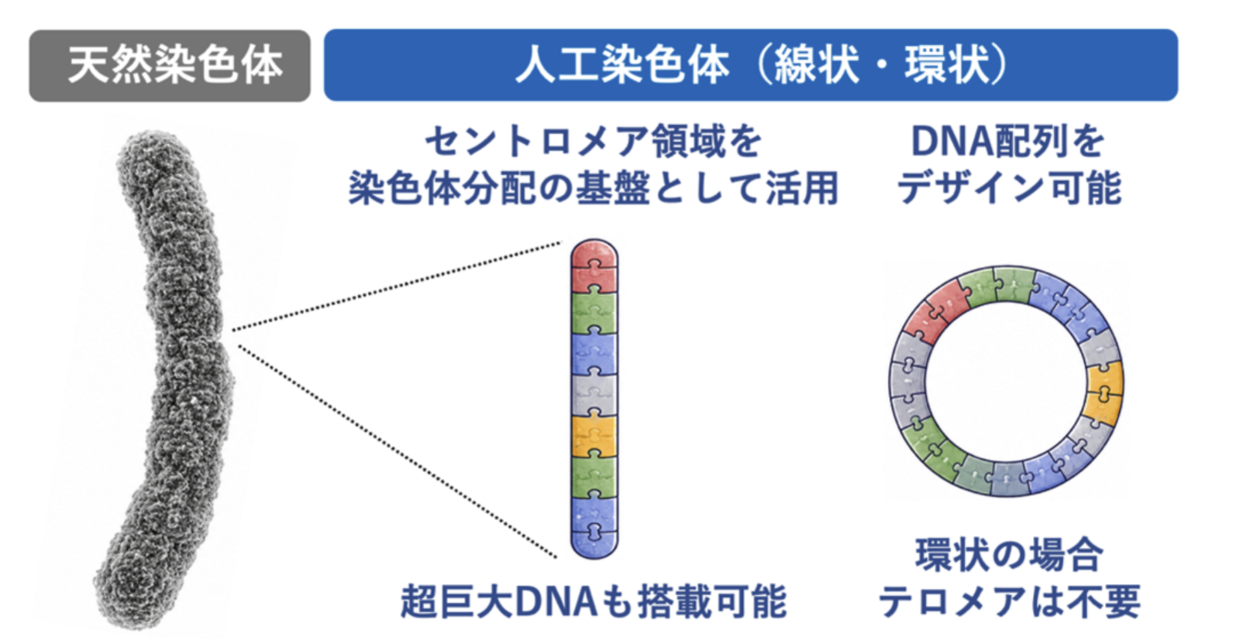20260702大関