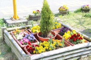 花の植え替え①