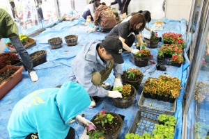 花の植え替え②