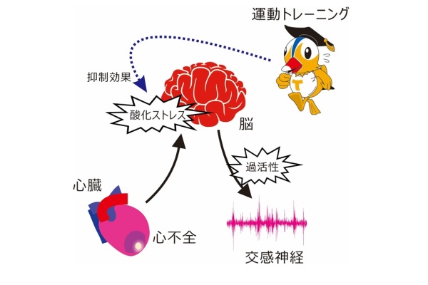 酸化ストレス図