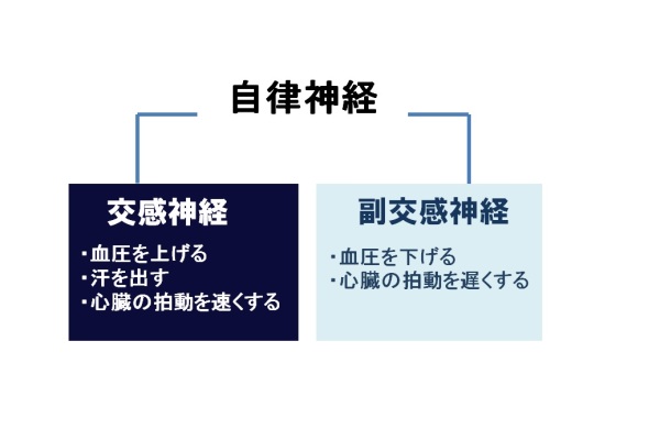 自律神経図