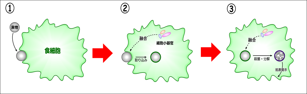 食細胞