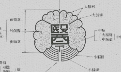 医学部の紹介_シンボルマークの変移