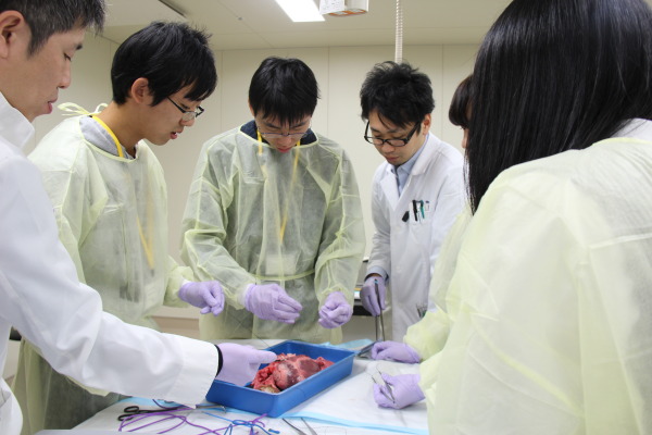 H28胸部外科「ブタ心肺を用いたウェットラボ」