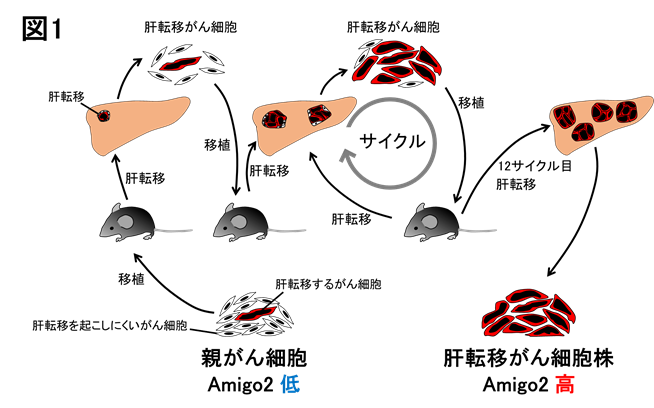 Amigo図１