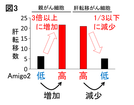 Amigo図3