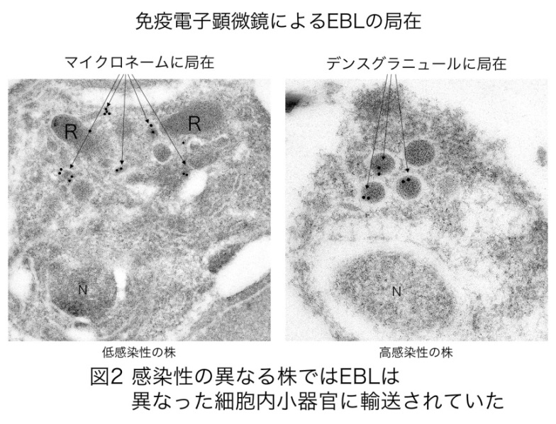 大槻3