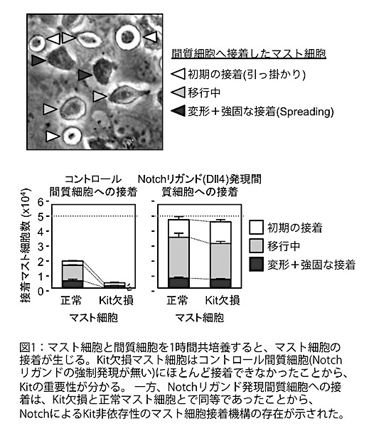 murata_fig1_20181113