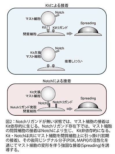 murata_fig2_20181113