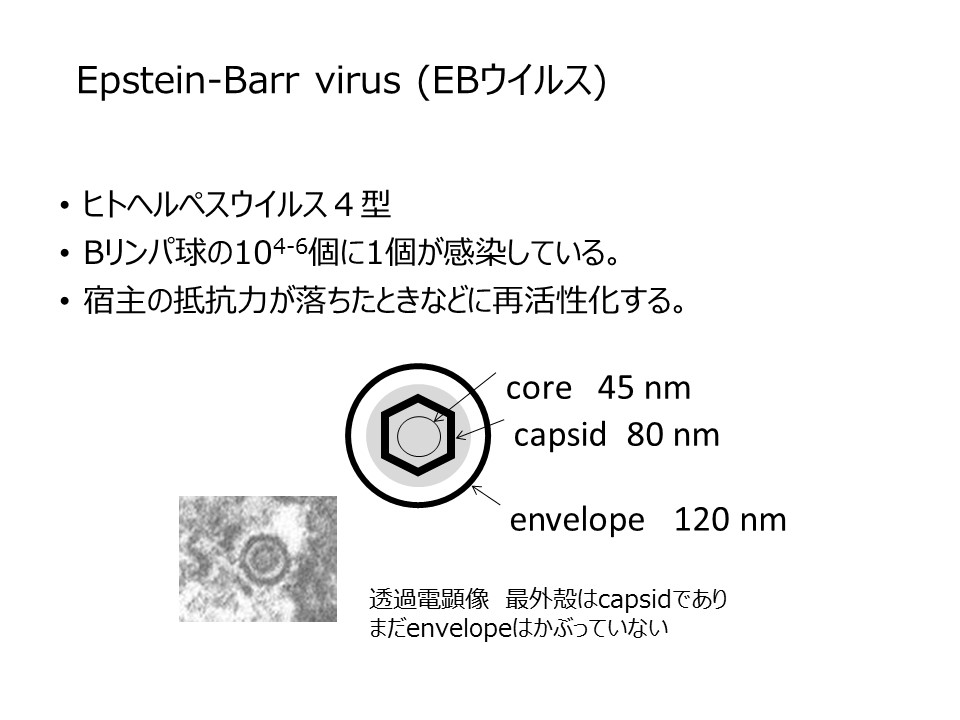 長田先生原稿用画像1
