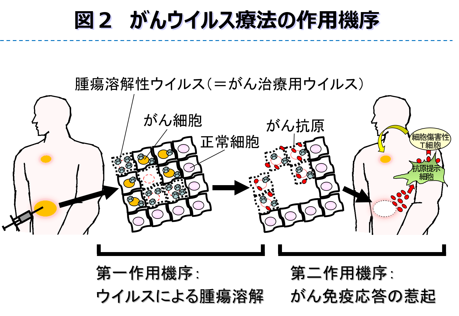 概要(研究室一覧)_分子医学02