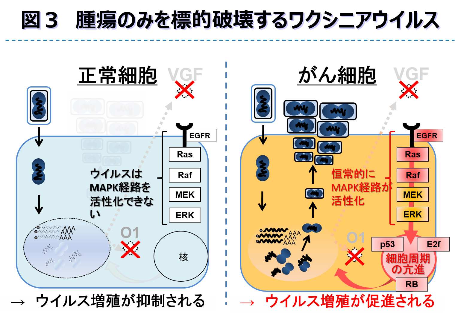 概要(研究室一覧)_分子医学03