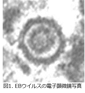 トップ > 研究情報 > この人に注目！　金井先生01