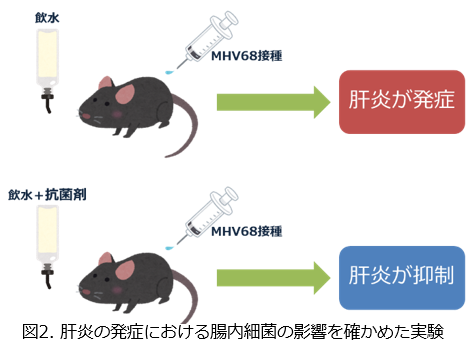 トップ > 研究情報 > この人に注目！　金井先生02