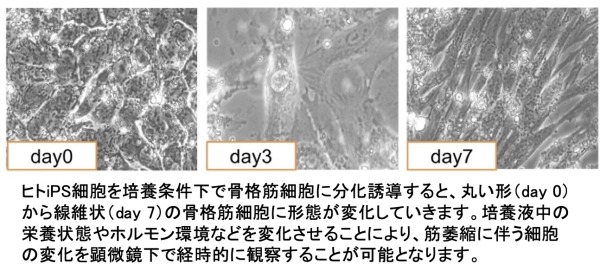 トップ > 研究情報 > この人に注目! 今村先生01