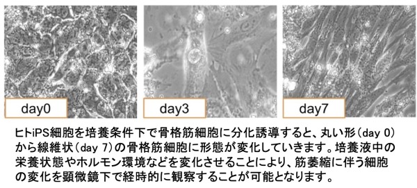 	トップ > 研究情報　> この人に注目！　今村先生01