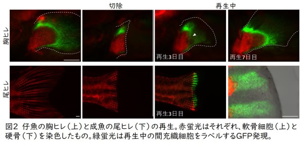 トップ > 研究情報　> この人に注目！　阿部玄武先生03