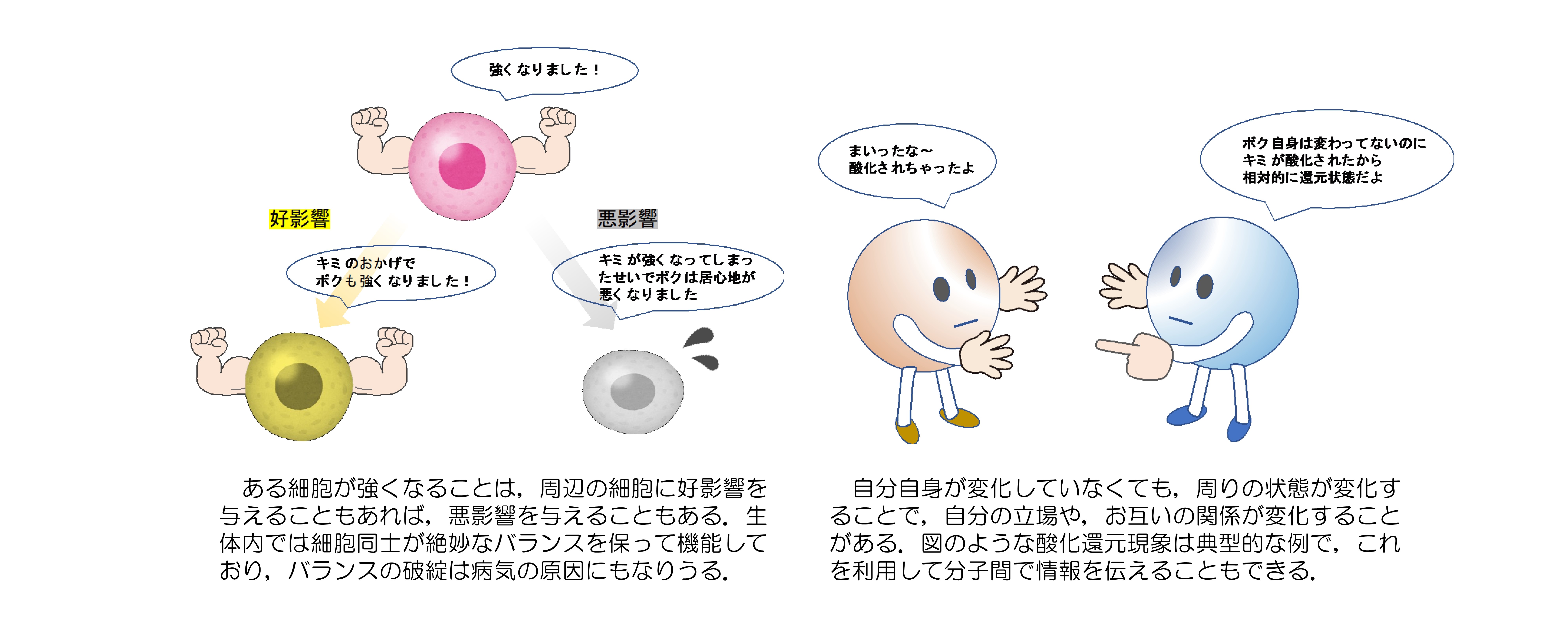 トップ > 研究情報 > この人に注目! 中曾先生02