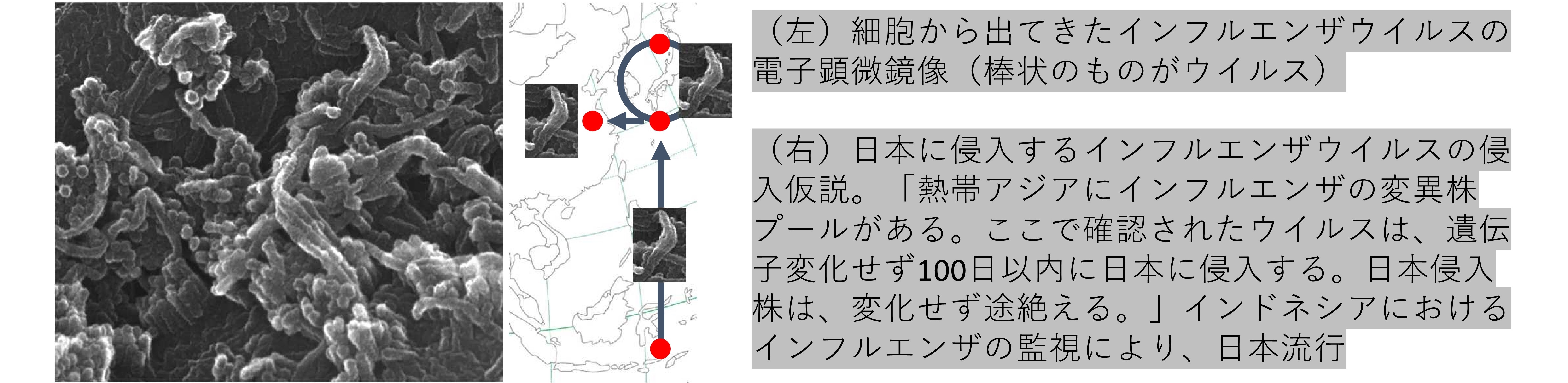 	トップ > 医学部の紹介 > 医学科 > 概要 > 研究室一覧 > 感染制御学講座 > ウイルス学分野04