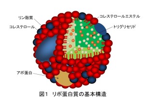 トップ > 研究情報　> この人に注目！　臼井先生02