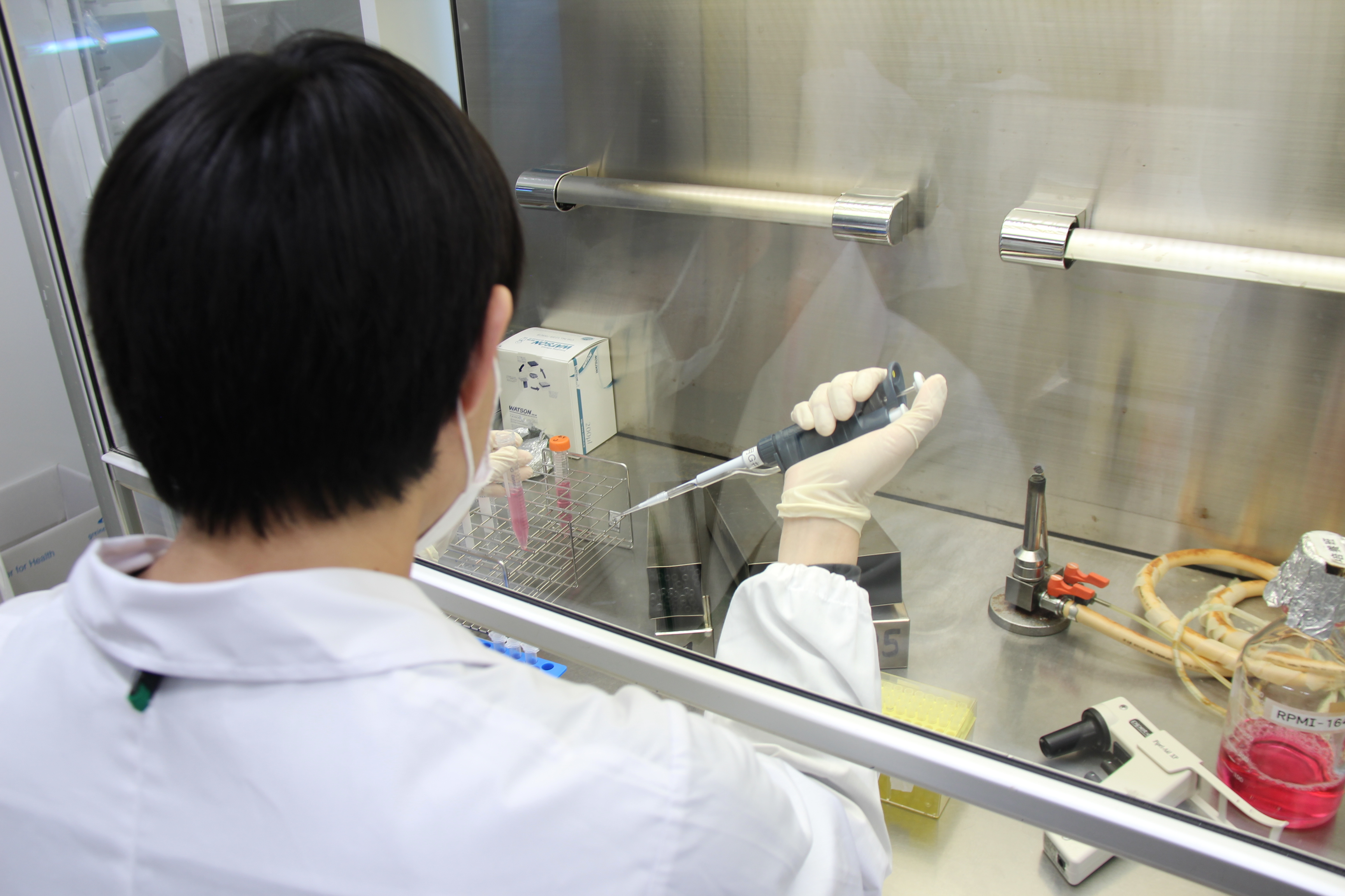 細胞工学実習