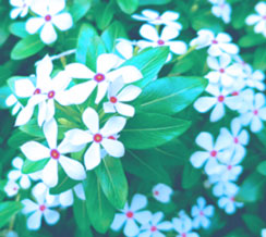 医学部献体にご協力ください