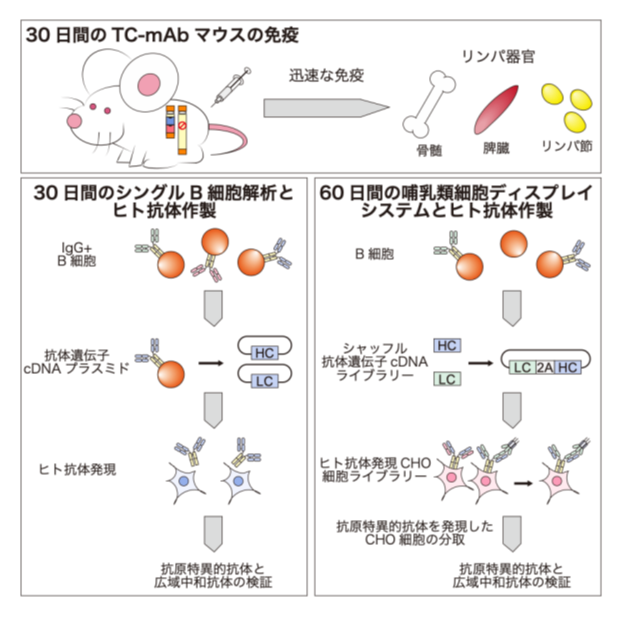 香月先生プレス参考図1