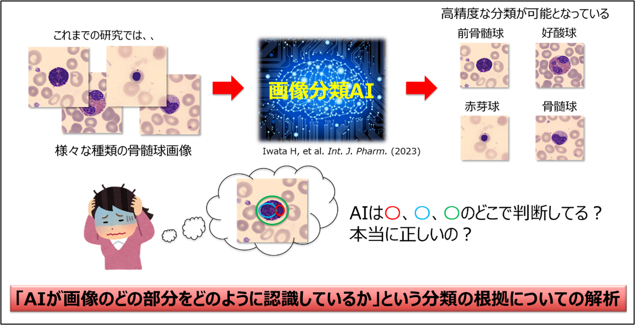 岩田先生プレスリリース