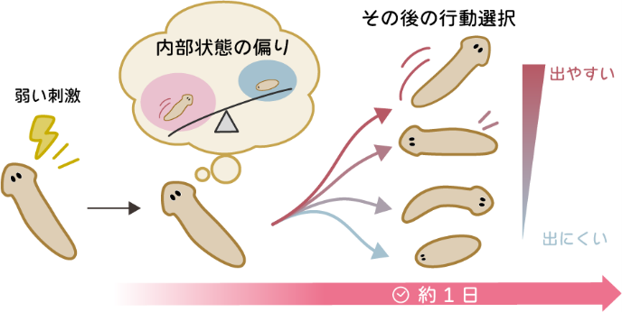 井上先生プレスリリース図1