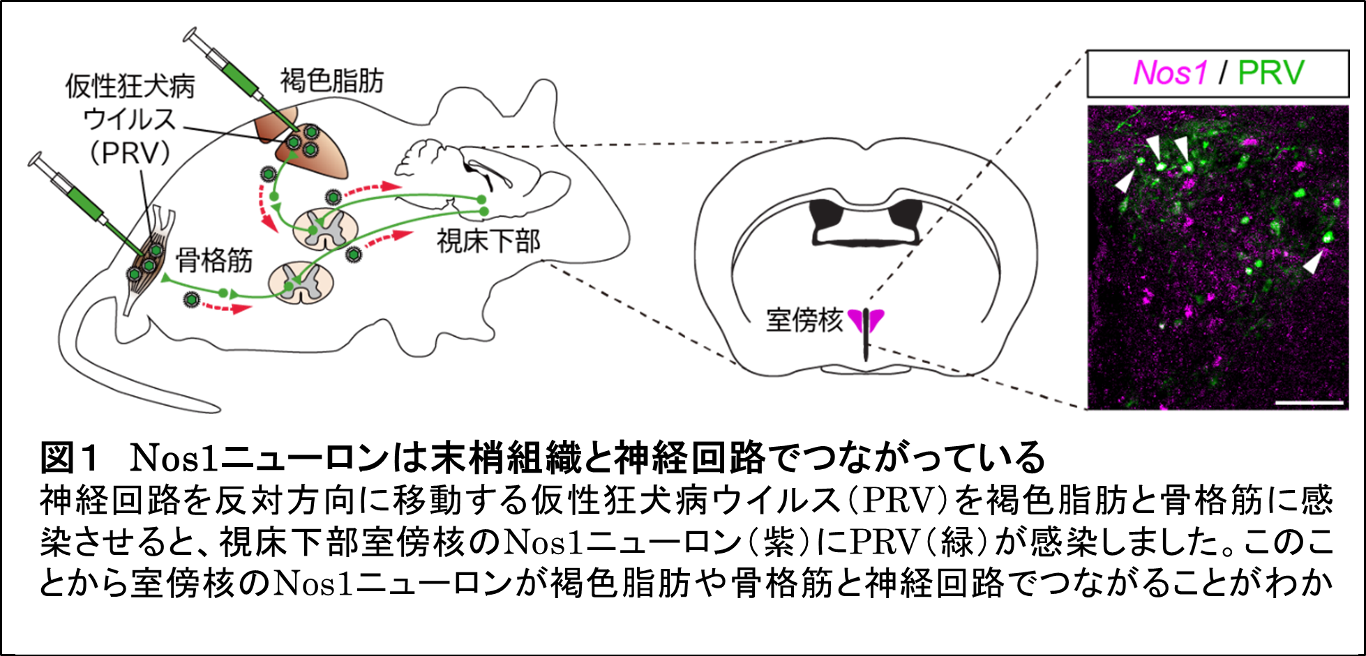 参考図1