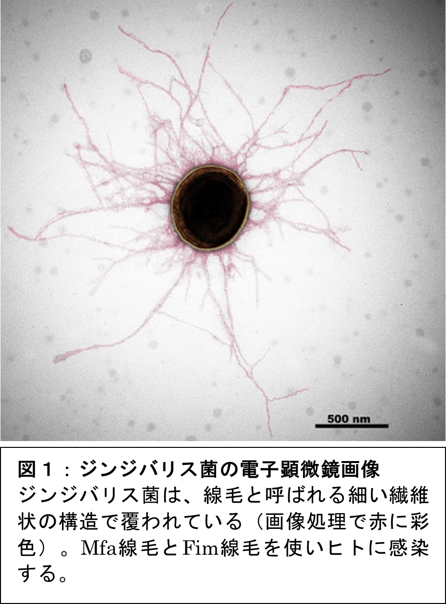 図1