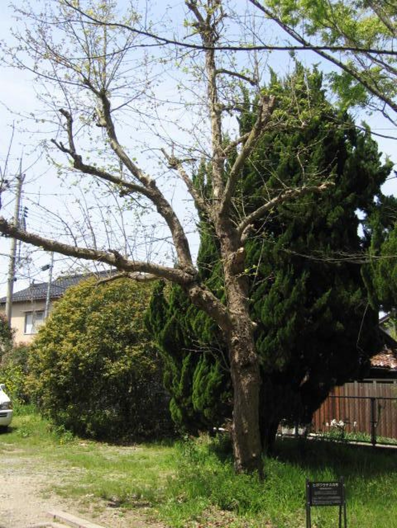 2007年4月に撮影された春のヒポクラテスの木の全景