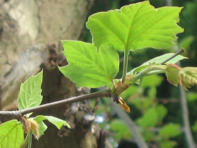 2007年に撮影されたヒポクラテスの木の新芽