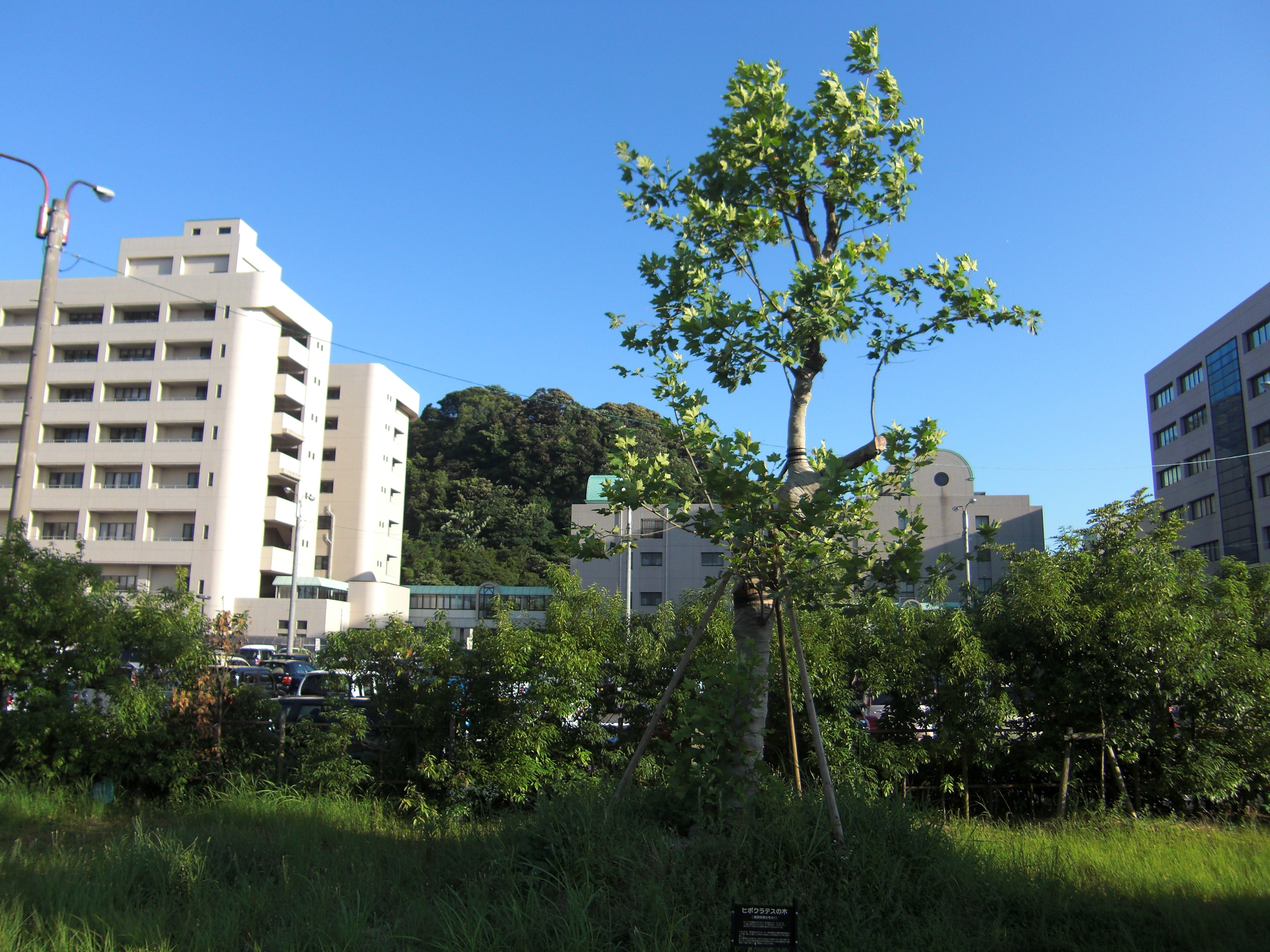 2011年に現在の場所で撮影されたヒポクラテスの木の全景