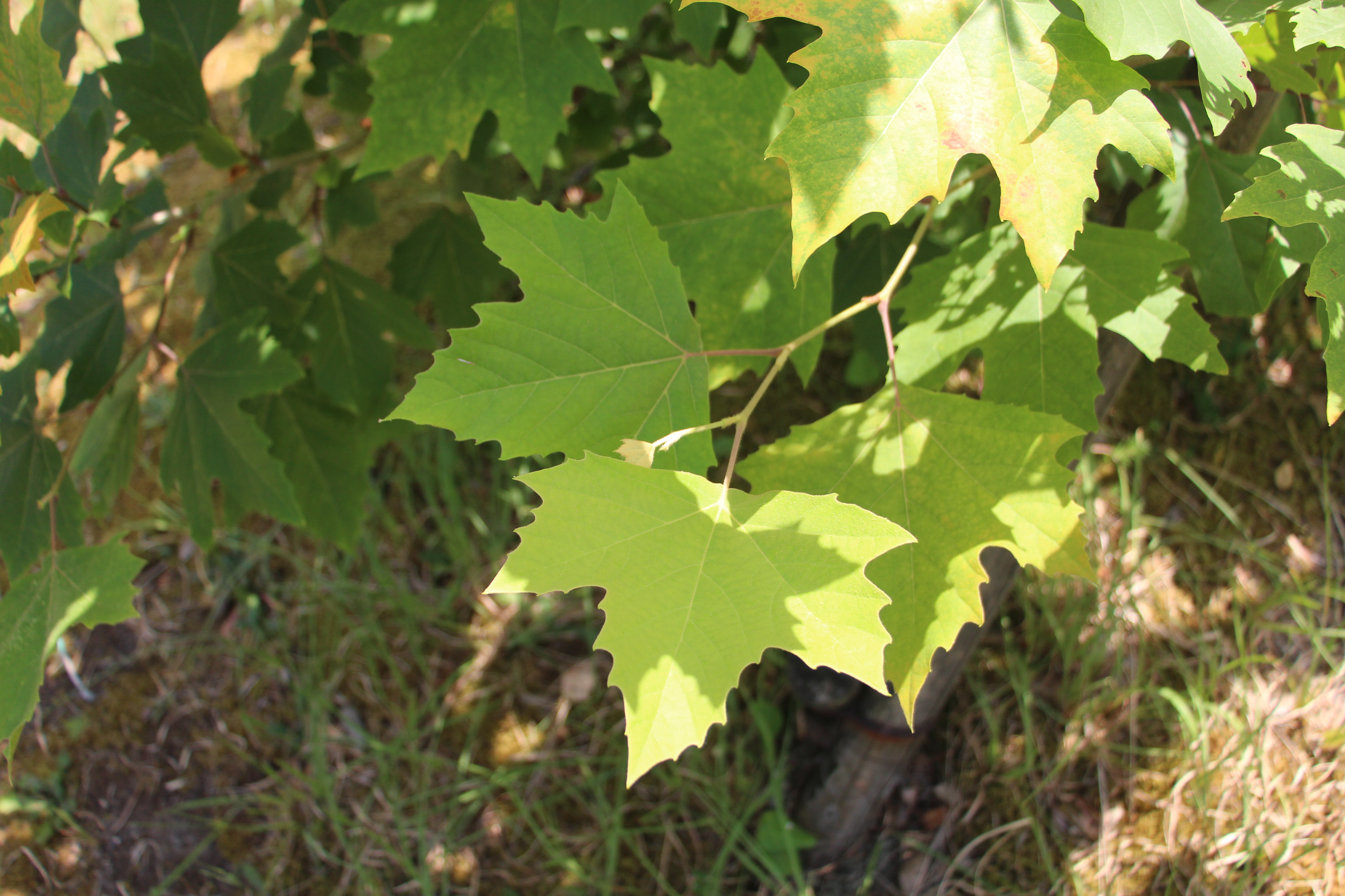 2026年現在のヒポクラテスの木の葉