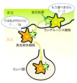 吉野先生論文内容紹介