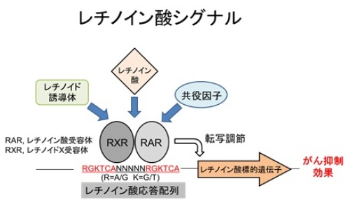 研究内容③