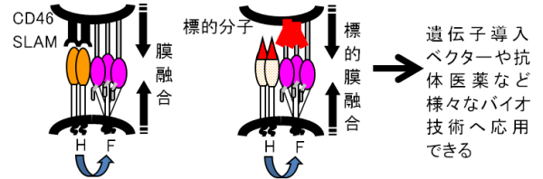 Fig.2 膜融合図